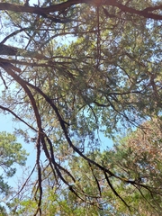 Subantrodia juniperina