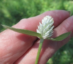 Gomphrena serrata