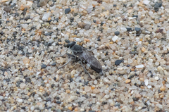 Stichopogon venturiensis