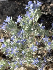 Eriastrum wilcoxii