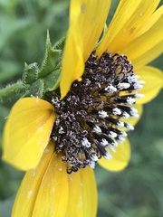 Helianthus