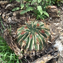 Ferocactus latispinus