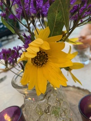 Helianthus maximiliani