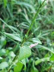 Persicaria extremiorientalis
