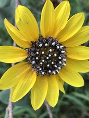 Helianthus