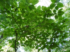 Chionanthus virginicus