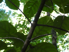 Chionanthus virginicus