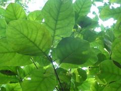 Chionanthus virginicus