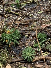 Myriophyllum aquaticum