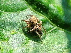 Habronattus coecatus