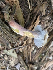 Austroboletus