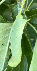 Paonias excaecata