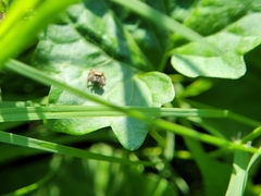 Habronattus coecatus