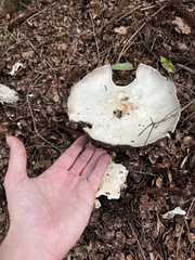 Agaricus