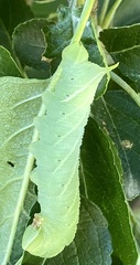 Paonias excaecata