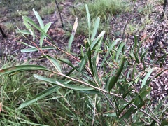 Denhamia cunninghamii