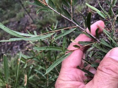 Denhamia cunninghamii