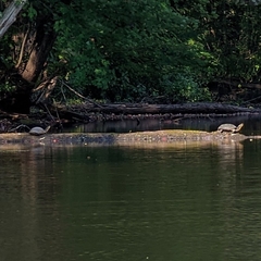 Emydoidea blandingii