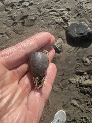 Eumalacostraca