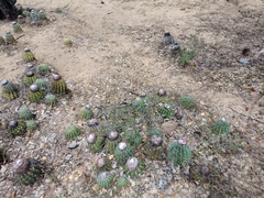 Melocactus curvispinus