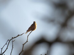 Hirundinea ferruginea