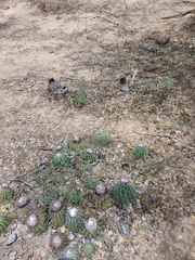 Melocactus curvispinus