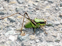 Eupholidoptera chabrieri