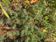 Euphorbia cyparissias