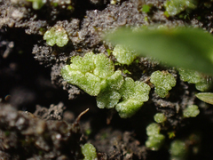 Riccia cavernosa
