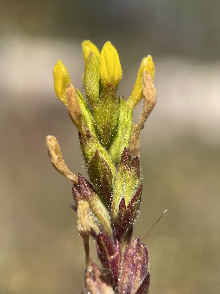 yellow owl's-clover from Olympic Pkwy, Park City, UT, US on September 9 ...