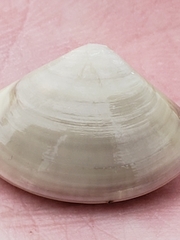 Tivela stultorum