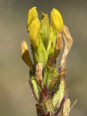 Orthocarpus luteus