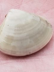 Tivela stultorum