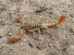 Vaejovidae