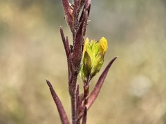 Orthocarpus luteus