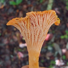 Cantharellus coccolobae