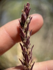 Orthocarpus luteus