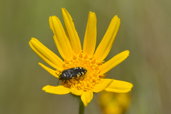 Acmaeodera idahoensis