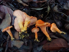Cantharellus coccolobae