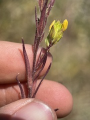 Orthocarpus luteus
