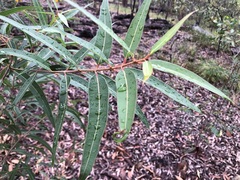 Angophora leiocarpa