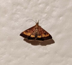 Pyrausta californicalis