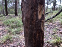 Angophora leiocarpa