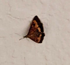 Pyrausta californicalis