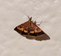 Pyrausta californicalis