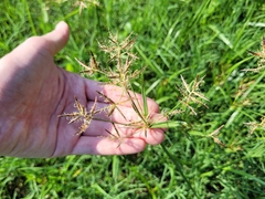Cyperus rotundus