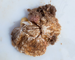 Balanus crenatus