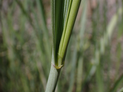 Leymus cinereus