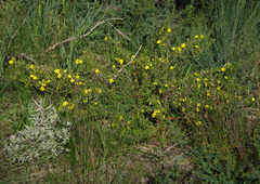 Hibbertia hypericoides hypericoides