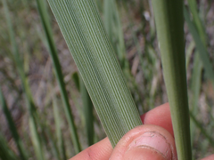 Leymus cinereus